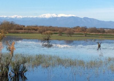aiguamolls-canigou