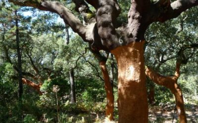 Les trésors de l’Albera