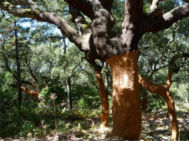 Les trésors de l&rsquo;Albera