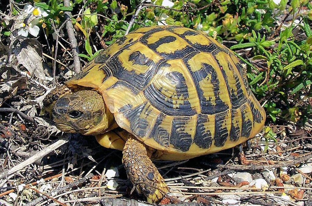 Les tortues méditerranéenne dans le parc national de l&rsquo;Alberra