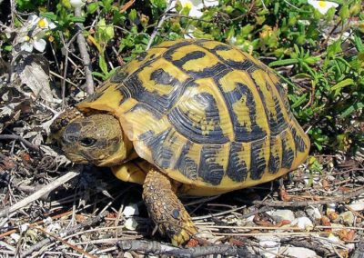 tortue méditerranéenne dans le parc naturel des albères